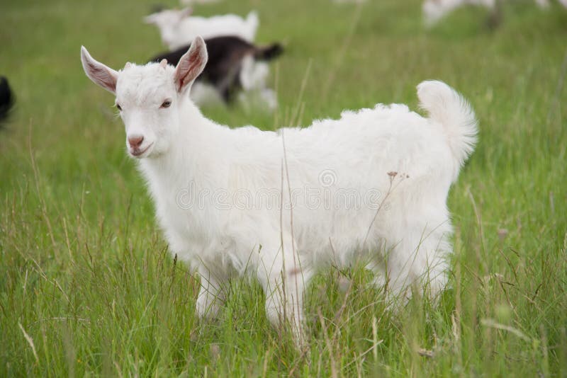 Коза 1 год. Тоскана коза маленькая. Козленок в траве. Маленький козлик в поле пастель. Маленькие козлята нудистские.