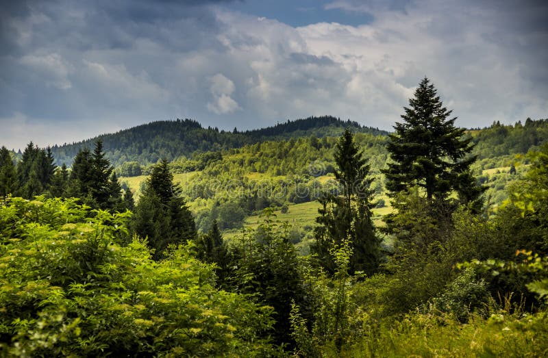 Леса украины фото