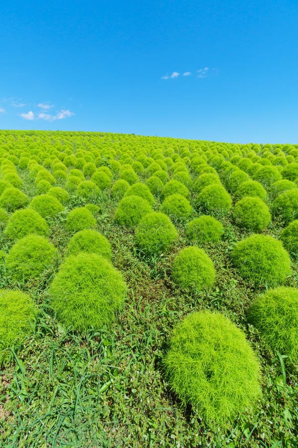 Ibaraki Kochia