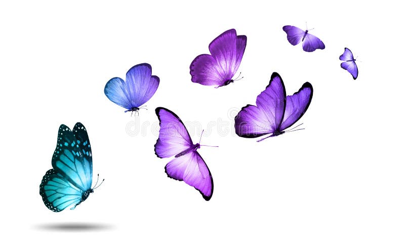 парящие цветные бабочки на белом фоне Иллюстрация штока - иллюстрации  насчитывающей свет, письмо: 211992165