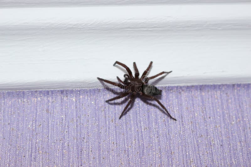 Увидеть дома паука примета. Паук сидит на одеяле. Паук сидит на руке. Над дверью сидит паук.