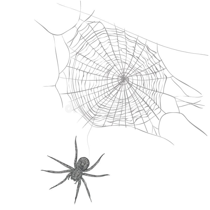 Паук сплел паутину как показано на рисунке. Паук крестовик плетет паутину. Паук на паутине Графика. Рисунок паука на паутине реалистичный. Паутина вектор.
