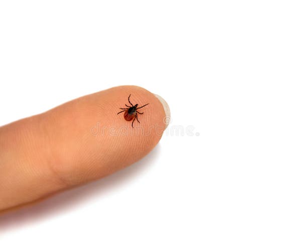 Как выглядит клещ на руке человека