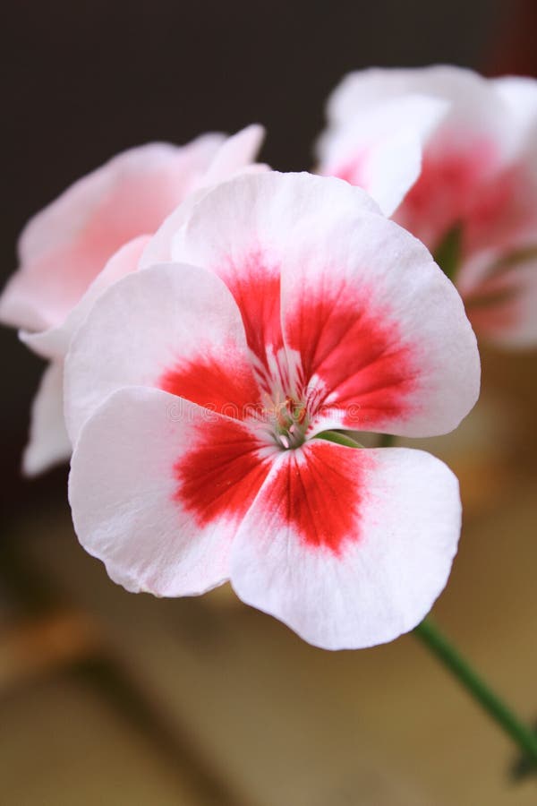 Пеларгония Canadian Pink