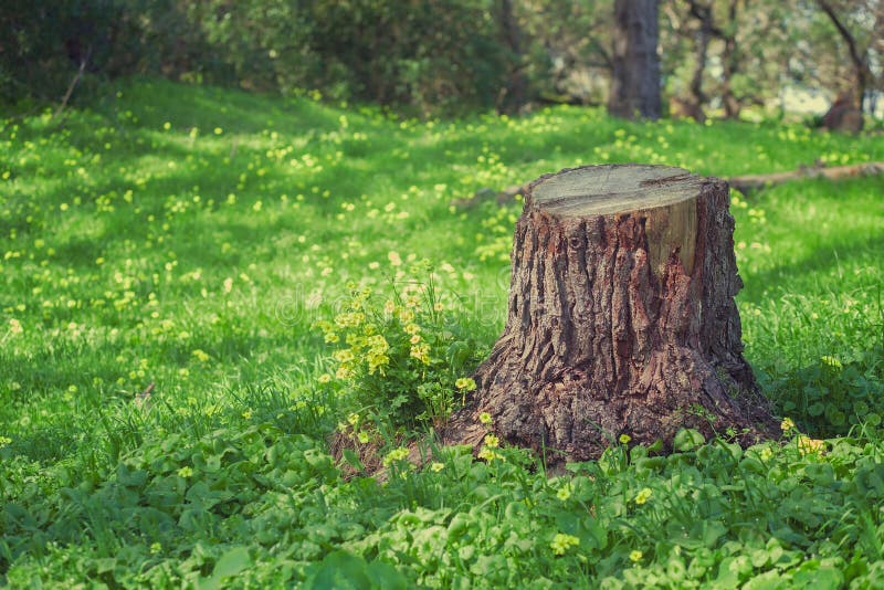 DIY Lite: The Easy Way to Build Better Backyard Privacy Tree stump, Tree stump p
