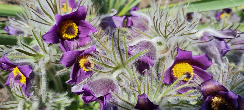 Pulsatilla Violet Bells