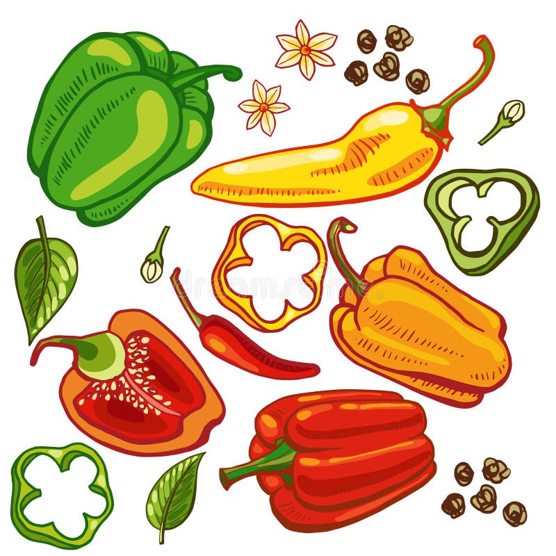 Болгарский перец в разрезе рисунок