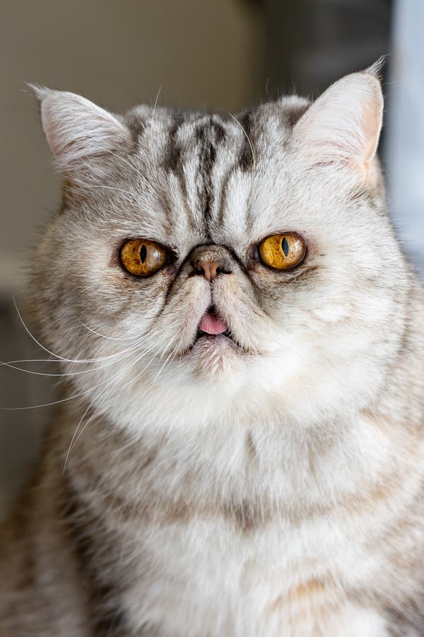Персидская серая кошка с желтыми глазами показывает язык Стоковое  Изображение - изображение насчитывающей сторона, довольно: 159138709