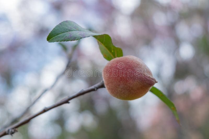 Prunus persica Flower