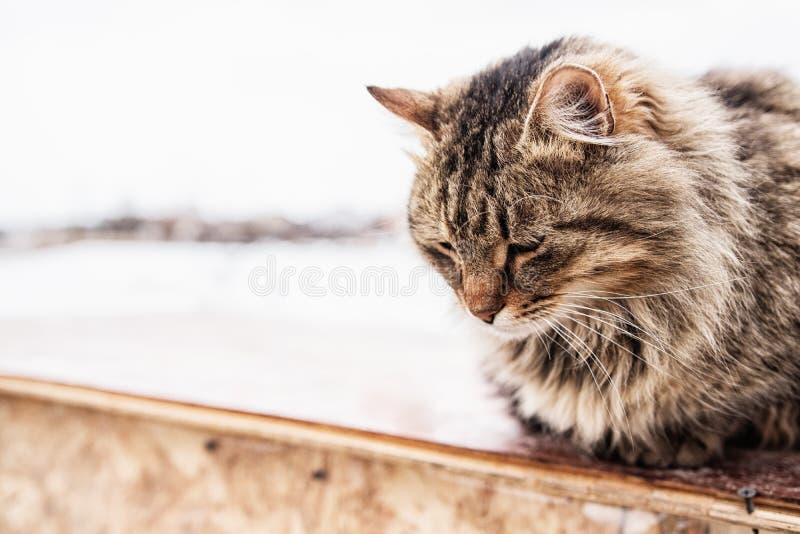 Печальный кот находится на улице. Стоковое Фото - изображение насчитывающей  природа, голодно: 212201632