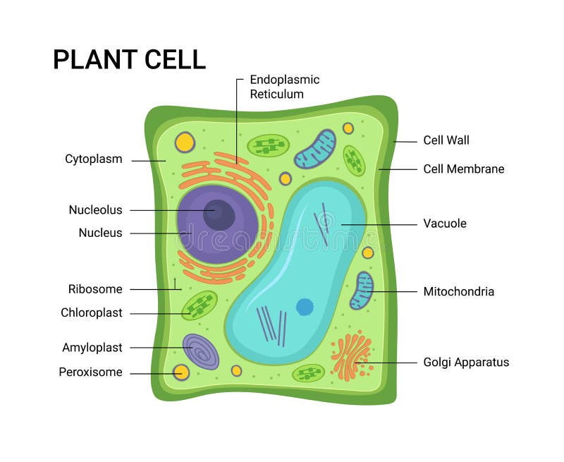 Illustration Of The Plant Cell Anatomy Structure. Vector Infographic Stock  Vector - Illustration Of Graphic, Education: 173886188
