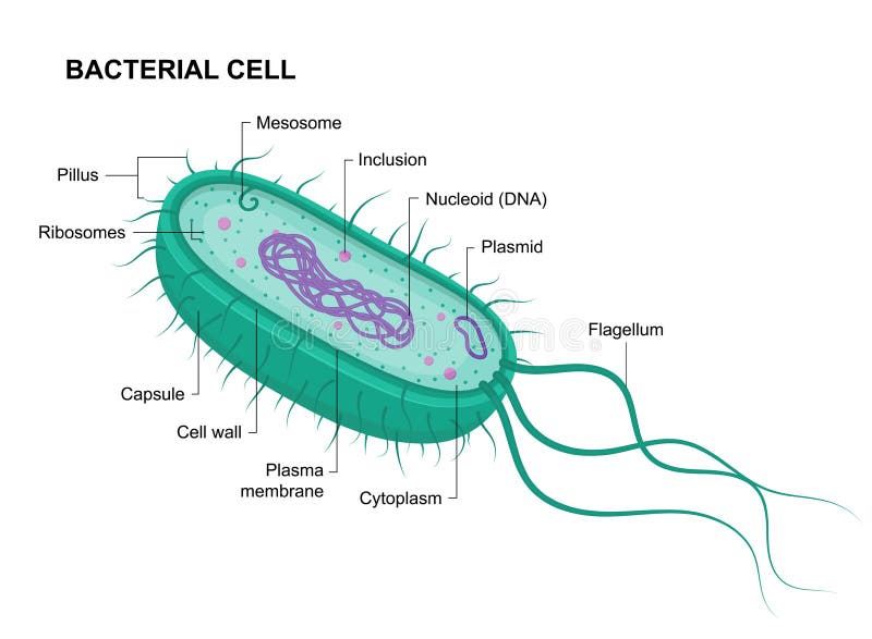 simple prokaryotic cell diagram