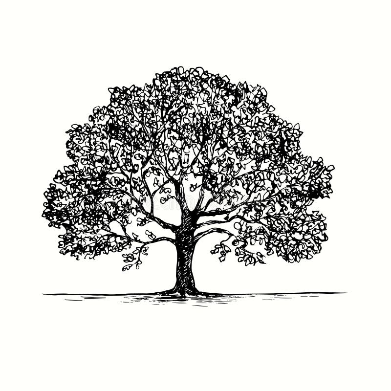 Oak Tree Drawing Black White Stock Illustrations 3 722 Oak Tree Drawing Black White Stock Illustrations Vectors Clipart Dreamstime Oak Tree Drawing Black White Stock Illustrations 3 722 Oak Tree Drawing Black White Stock Illustrations Vectors Clipart Dreamstime