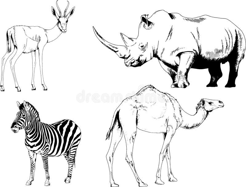 Set of Vector Drawings of Various Animals, Predators and Herbivores,  Hand-drawn Sketches Stock Vector - Illustration of isolated, racoon:  192051569
