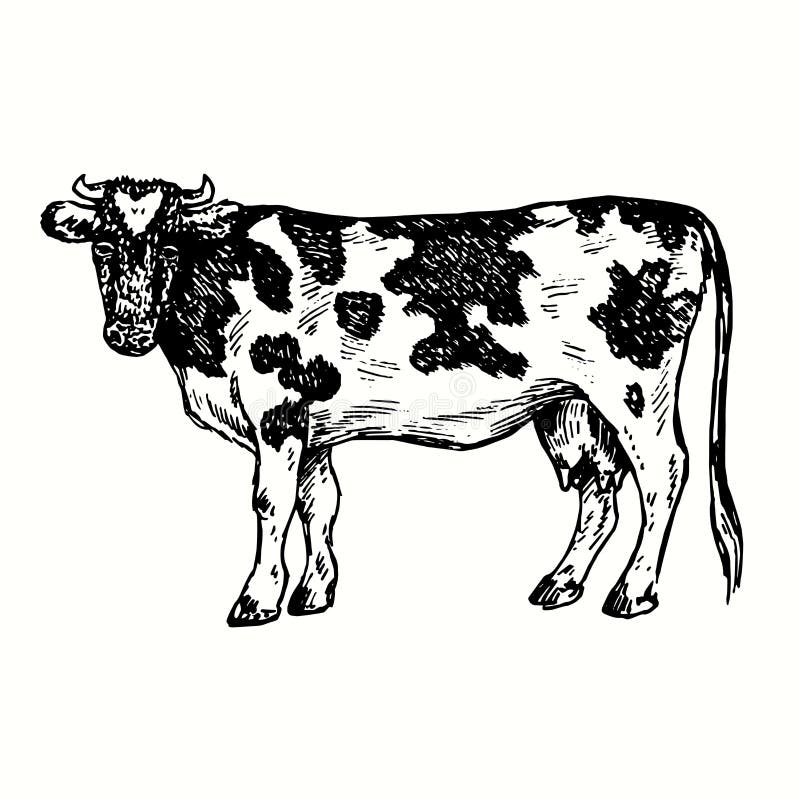 Cow Drawing Art Print Printable Digital Download Ref:094 Vintage Abstract Cow Ink Drawing