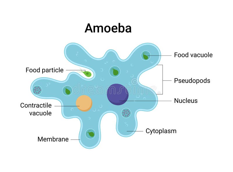 Vector Illustration Of Amoeba Anatomy Educational Structure Stock Vector Illustration Of Plankton Medical Vector Illustration Of Amoeba Anatomy Educational Structure Stock Vector Illustration Of Plankton Medical