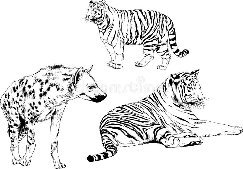 Set of Vector Drawings of Various Animals, Predators and Herbivores ...