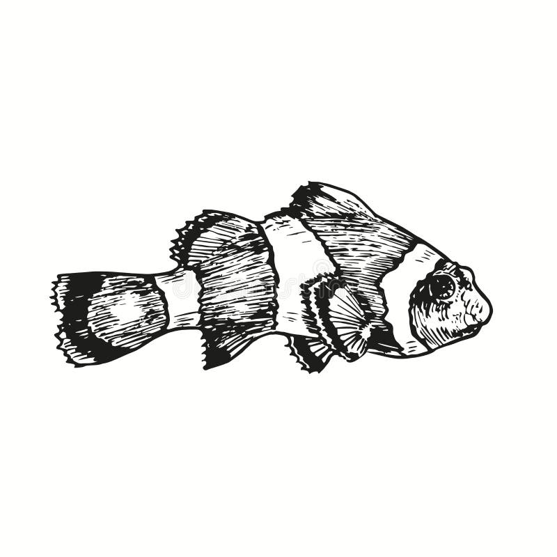 Clownfish Or Anemone Fish Ocellaris Clownfish Amphiprion Ocellarisside View Ink Black And White Drawing Stock Vector Illustration Of Gravure Hand