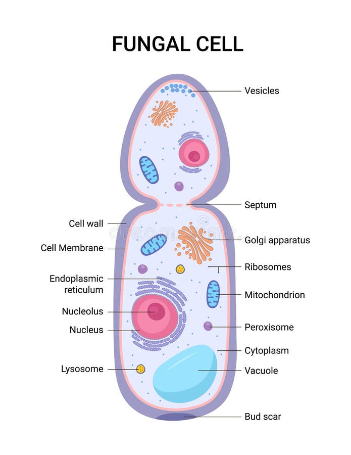 fungal cell vs animal cell