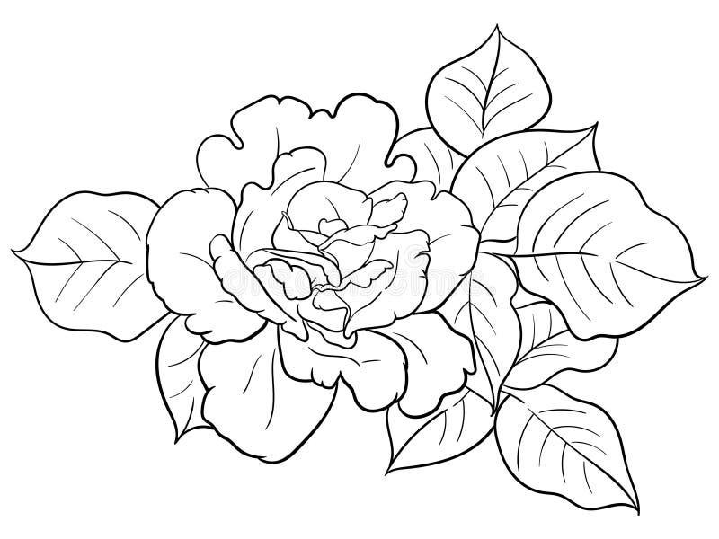 coloring page rose stock illustrations – 2326 coloring page