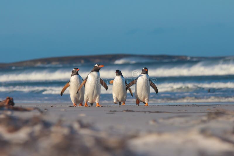 Пингвины идут с пляжа молча. Пингвин идет. 4 Пингвина на пляже. Доброе утро природа Пингвин. Пингвин идет в даль.
