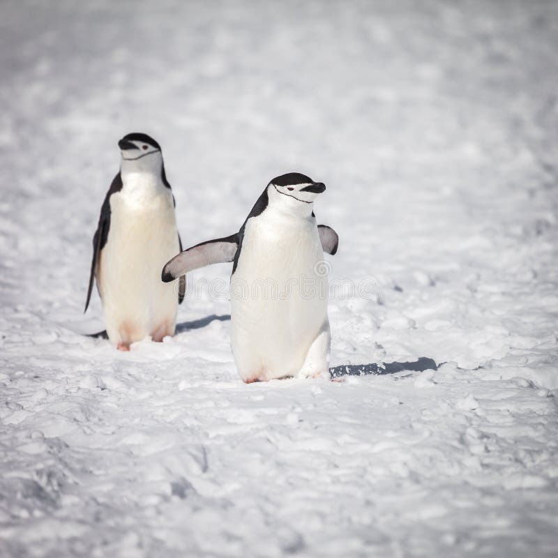 Пингвины идут с пляжа молча. Пингвин идет. Пингвин кувыркаются на снегу. Пингвин идёт и падает. Счастливый Пингвин фото.