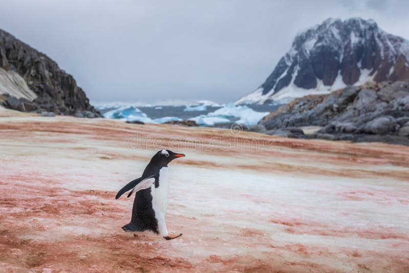 Пингвины идут с пляжа молча