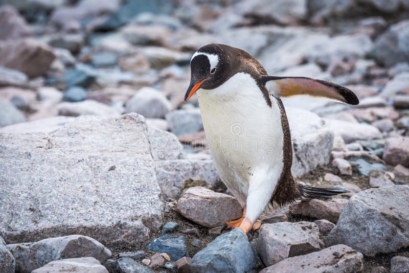 Пингвины идут с пляжа молча. Пингвины Gentoo и камушки. Пингвины ходят на корточках. Пингвины ходят на пятках.
