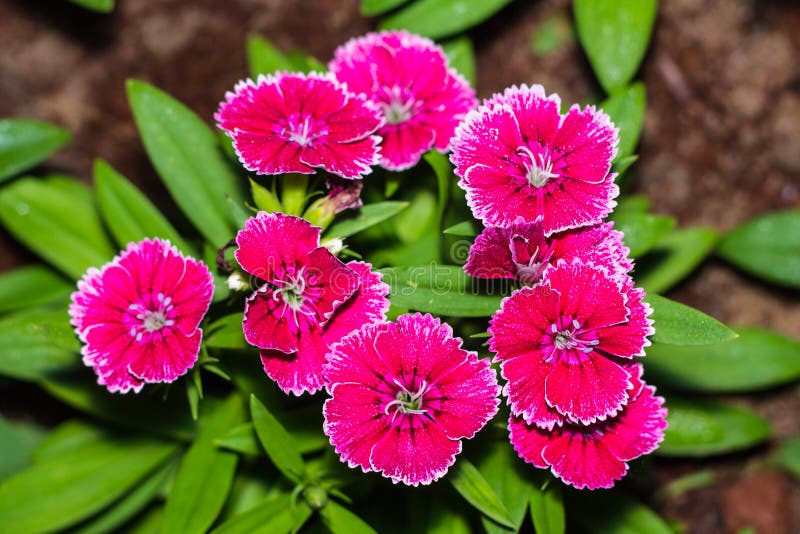 Pink Beauty гвоздика