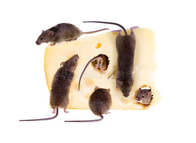 Экспериментатор поместил домовую мышь. Мышь+сыр. Mus musculus домовая мышь. Мышка в сыре. Живая мышь и сыр.