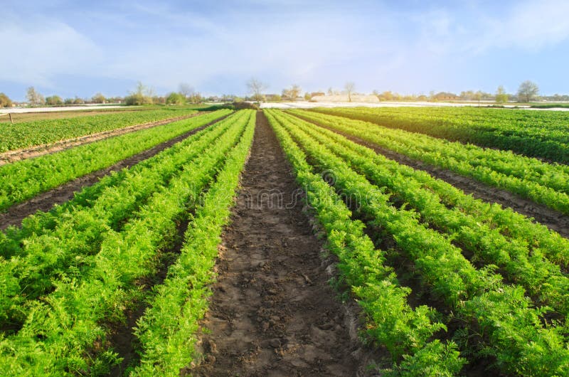 Сельское хозяйство эстонии. Vegetable field. Crop land is. Поле сельское хозяйство. Поле с грядками.