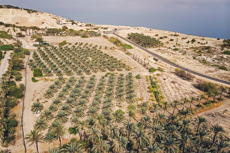 Финиковая плантация. Финиковые плантации в Израиле. Финиковые плантации ОАЭ. Аль-Айн - финиковая плантация. Финиковая Пальма плантации.