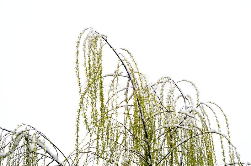 Pussy Willow