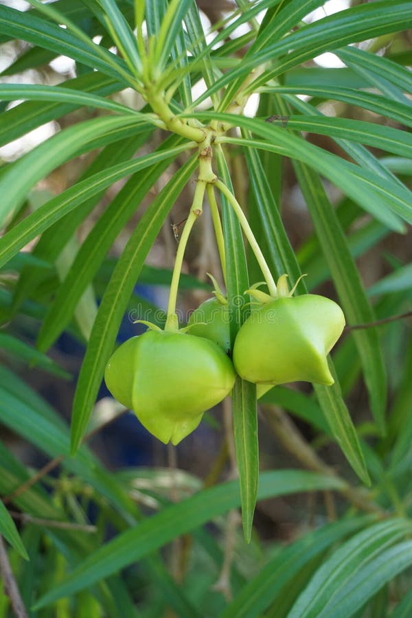 Желтый Олеандр Thevetia peruviana
