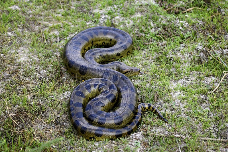 Змея в траве ментовские. Змеи Венесуэлы. Eunectes notaeus снизу. Melanistic Anaconda. Парагвайская Анаконда дома.