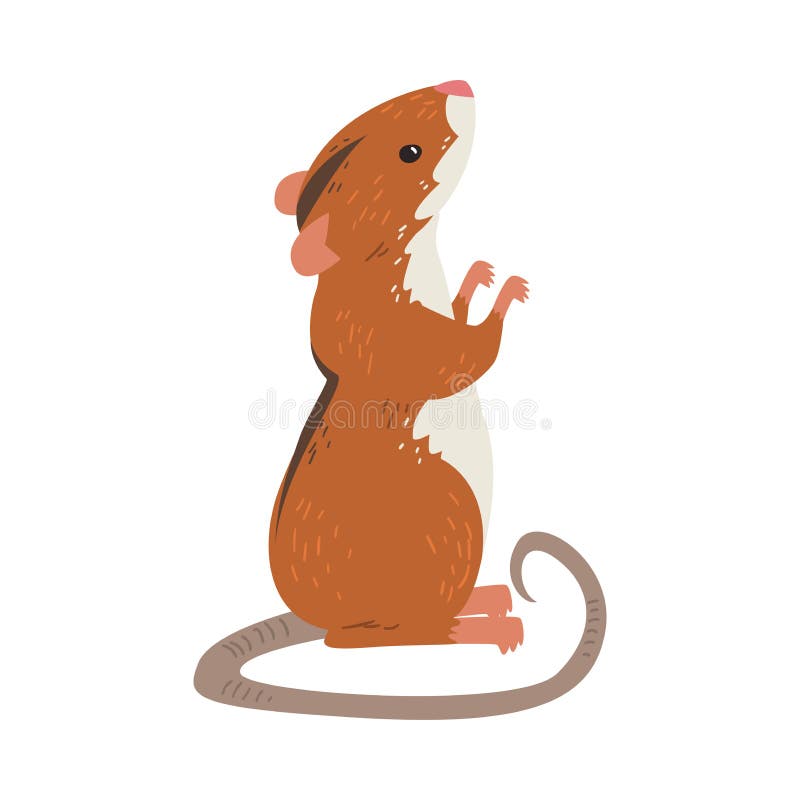 полевая мышь как маленький грызун с длинным хвостом и черной полосой  Иллюстрация вектора - иллюстрации насчитывающей черный, художничества:  220866183