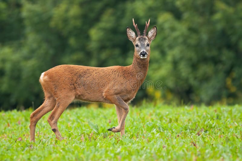 DSC0111_1 by gennadyyachmenev - VIEWBUG.com