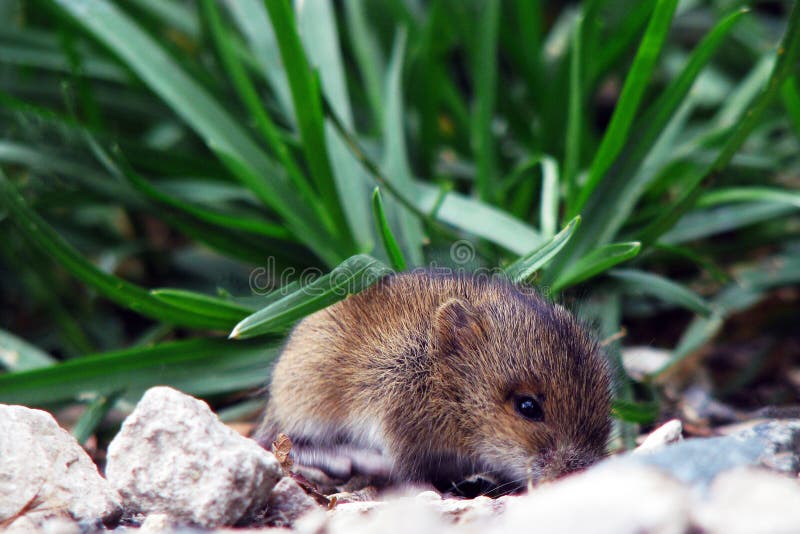 Полевка мыши на траве. Маленькая дикая мышь в высокой траве Стоковое Фото -  изображение насчитывающей ангстрома, млекопитающее: 198271574