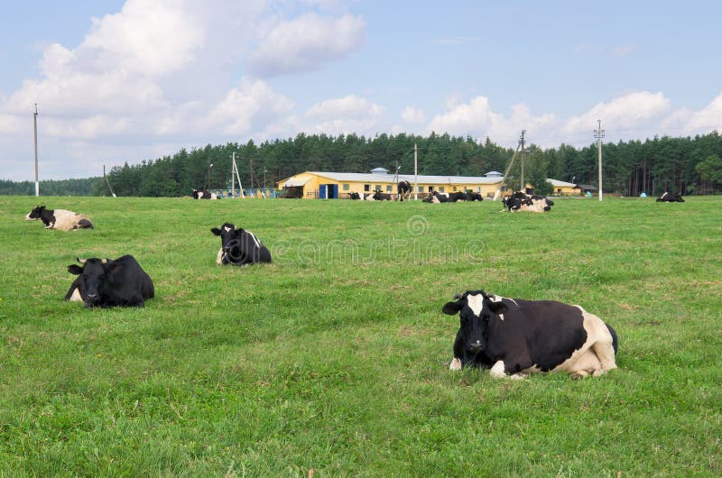 Корова В Поле Фото