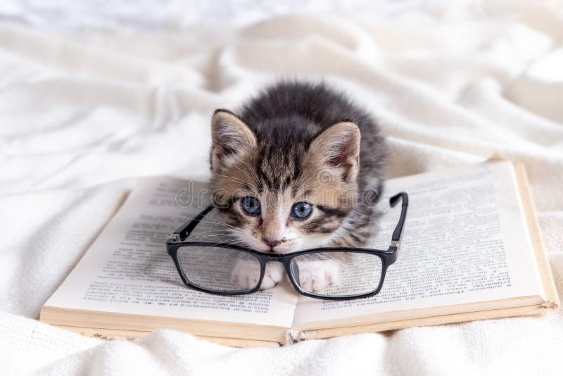 Урок чтения котята. Котик с книжкой и очками. Кошка в очках лежит на книгах. Котик с книгой и в очках своими руками. Котик и образование.