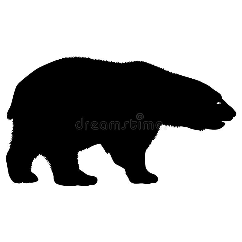 Медведь на белом фоне