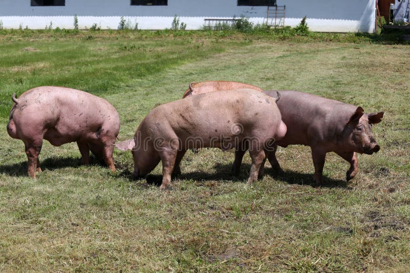 Свиньи здорово. Duroc Breed Pig.