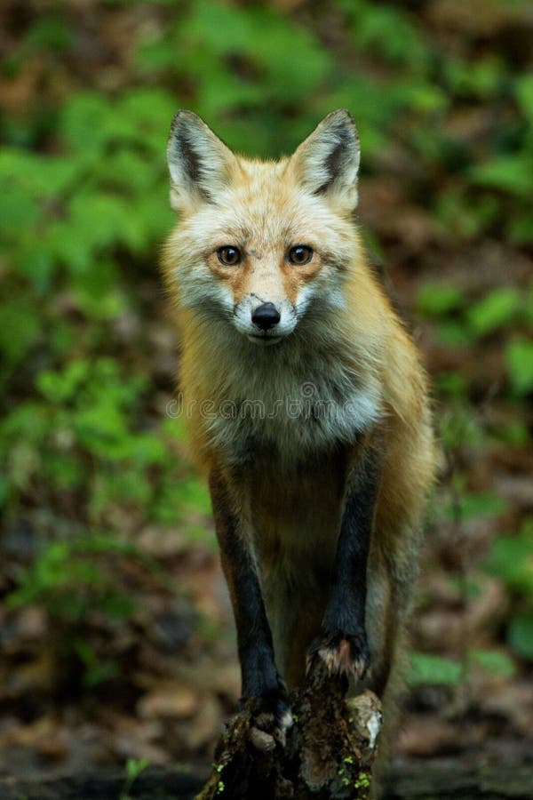 Foxes amazing. Лиса Кэнон.
