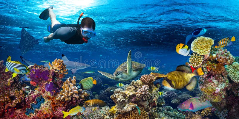 Коралловые рифы красное море снорклинг