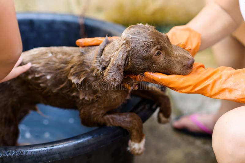 Когда можно купать собаку после. Фото искупанной собаки. Когда можно купать щенка. Puppies in Shower.