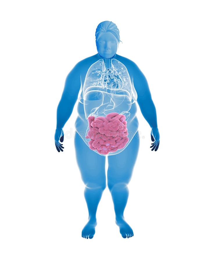 Толстый человек анатомия. Ожирение внутренних органов. Ожирение внутренности. Внутренние органы Толстого человека.