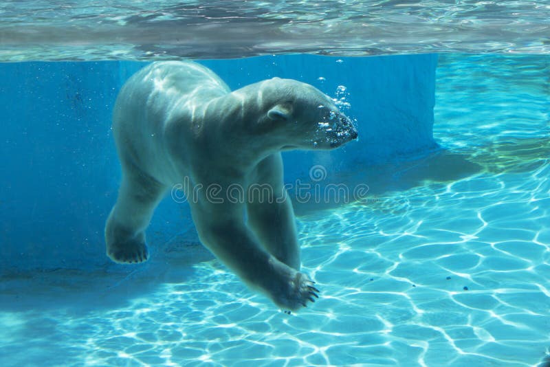 Медведь плавает скорость. Белый медведь плывет. Картинка мишки плавают в бассейне. Медведь плавает рисунок. Мультяшный белый медведь плывет в бассейне.