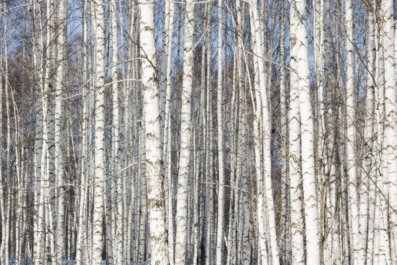 The grove of the dancing birches. Серебряная береза. ПЭТ из серебряной Рощи.