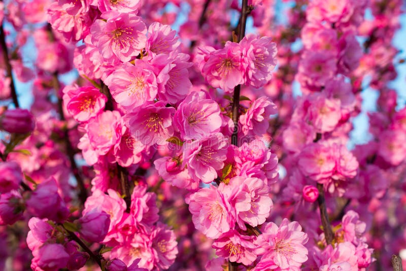 Blooming Sakura
