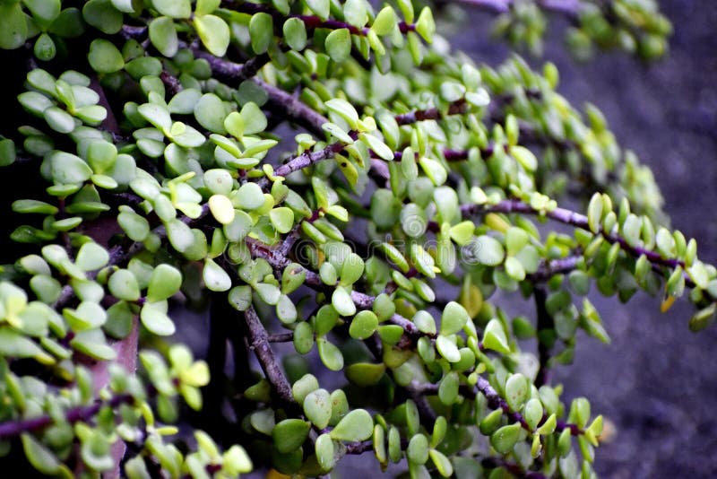 Cuscuta lehmanniana - Image of an specimen - Plantarium